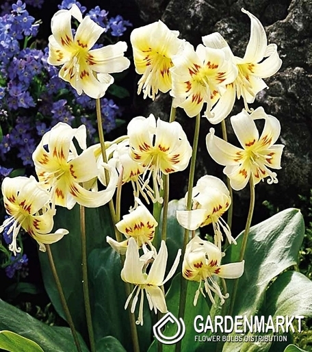 Hundszahn Zahnlilie Erythronium White Beauty 1 St.