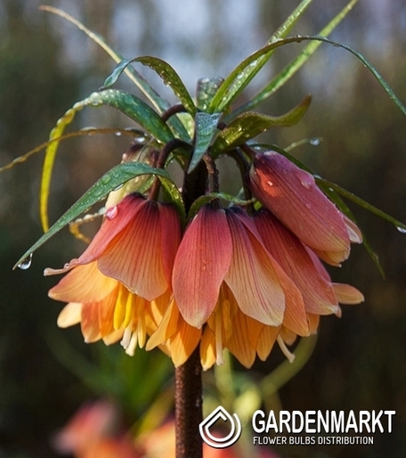 Kaiserkrone Fritillaria Early Dream 1 St.