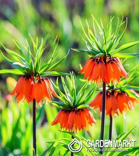 Kaiserkrone Fritillaria Garland Star 1 St.