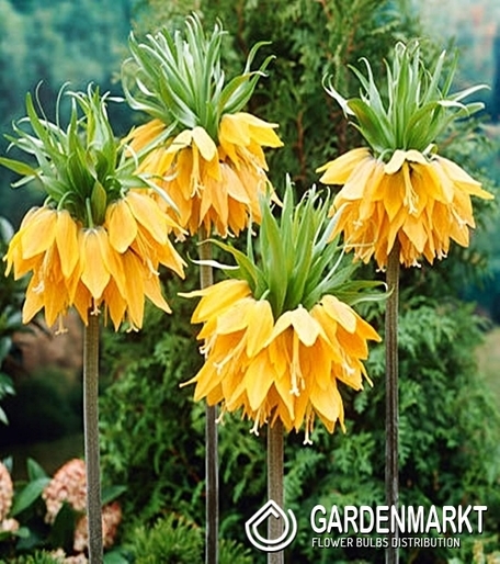 Kaiserkrone Fritillaria Orange Beauty 1 St.