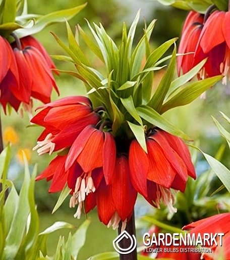 Kaiserkrone Fritillaria William Rex 1 St.