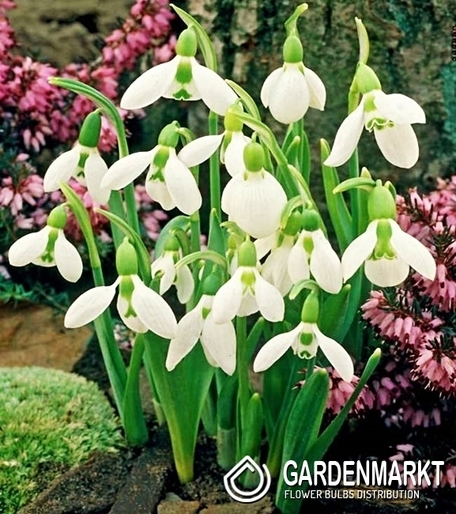 Galanthus Schneeglöckchen Elwesii 5 St.