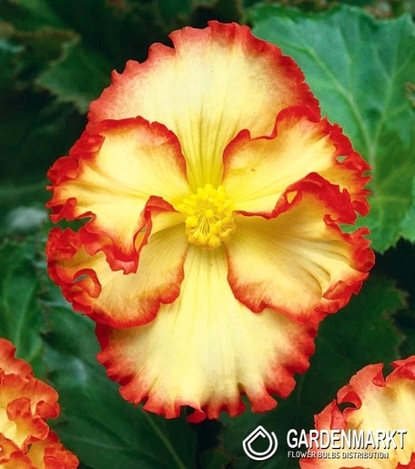 Begonie Zweifarbige Crispa Marginata Gelb 1 St.