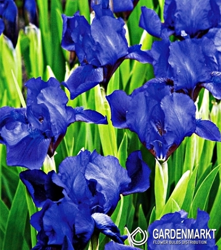 Iris Pumila Little Saphire 1 St.
