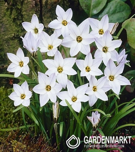 Ipheion White Star 10 St.