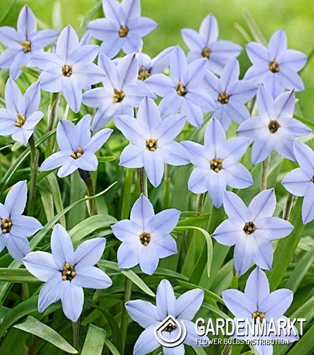 Ipheion Wisley Blue 10 St.