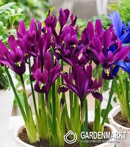 Zwergiris Iris Reticulata S.J Dijt 10 St.