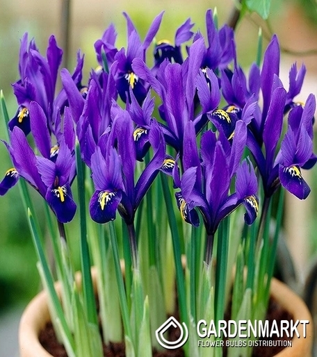 Zwergiris Iris Reticulata Pixie 10 St.