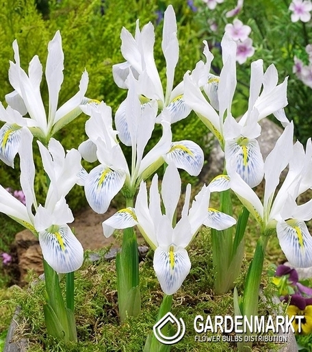 Zwergiris Iris Reticulata Polar Ice 5 St.