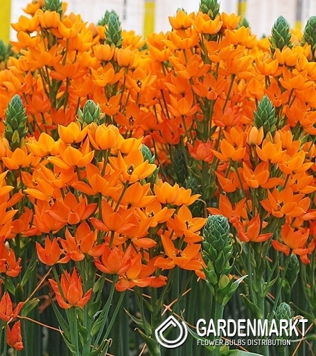 Ornithogalum Zweifelhaft Dubium Geel 5 St.