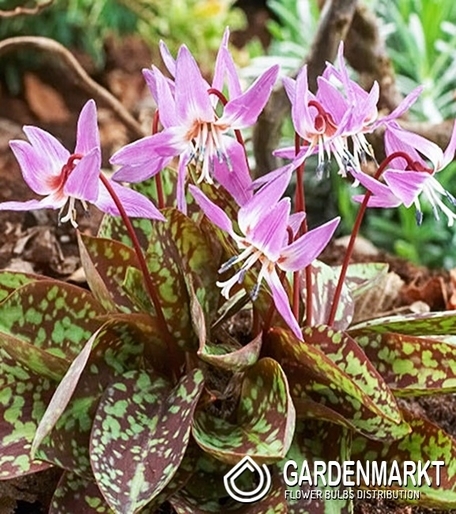 Hundszahn Zahnlilie Erythronium Purple King 1 St.