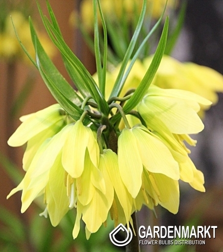 Kaiserkrone Fritillaria Helena 1 St.