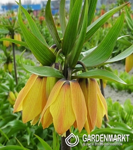 Kaiserkrone Fritillaria Paradise Beauty 1 St.