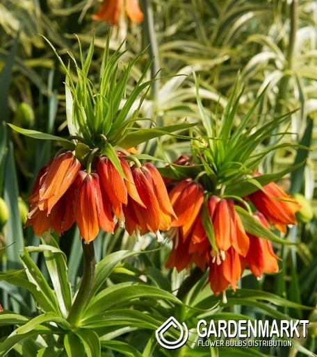 Kaiserkrone Fritillaria Premier 1 St.