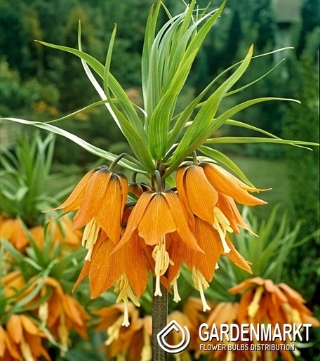 Kaiserkrone Fritillaria Plorifera 1 St.