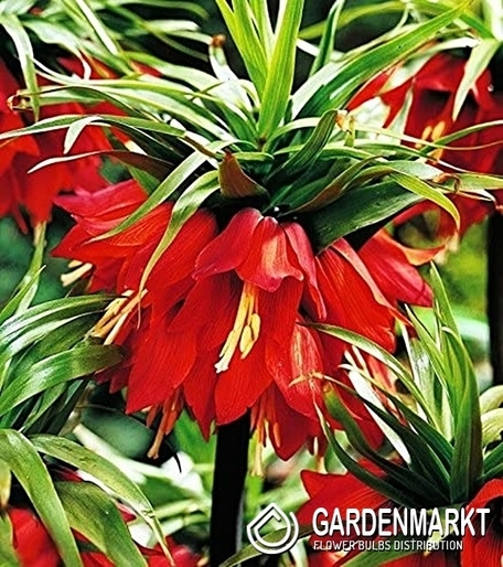 Kaiserkrone Fritillaria Red Beauty 1 St.