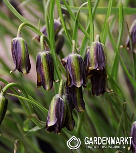Kaiserkrone Fritillaria Elwessi 3 St.