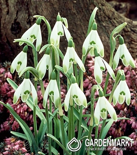 Schneeglöckchen Galanthus Viridi-apice 3 St.