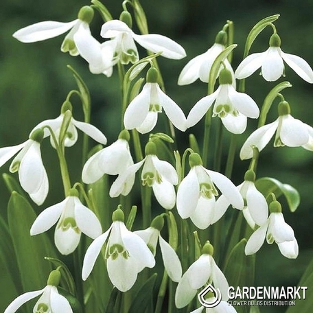 Schneeglöckchen Galanthus Woronowii 10 St.
