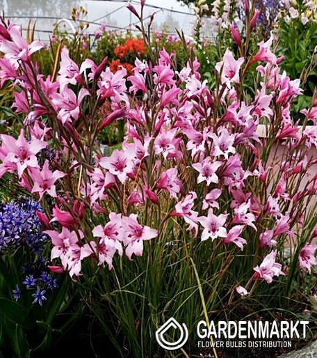 Zwreggladiole Gladiolus Carneus 5 St.