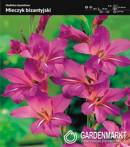 Zwreggladiole Gladiolus Byzantinus10 St.