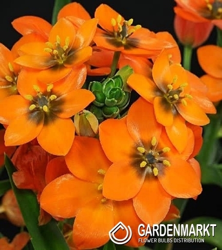 Ornithogalum Dubium Orange 5 St.