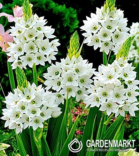 Ornithogalum Thyrsoides Milky Way 3 St.