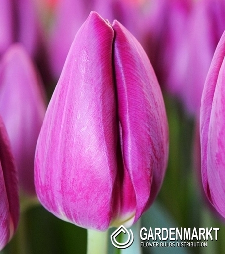 Tulpe Triumph Gross Bullit 5 St.