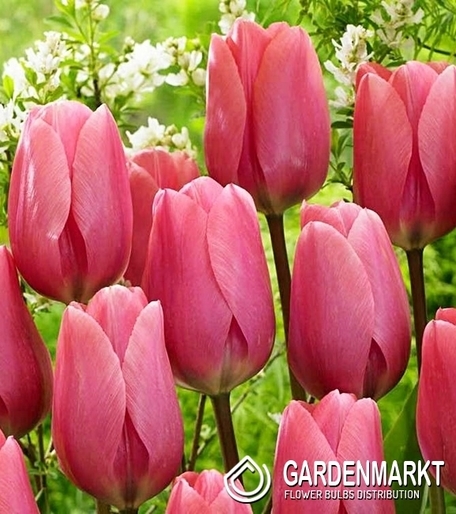 Tulpe Gross Big Love 5 St.
