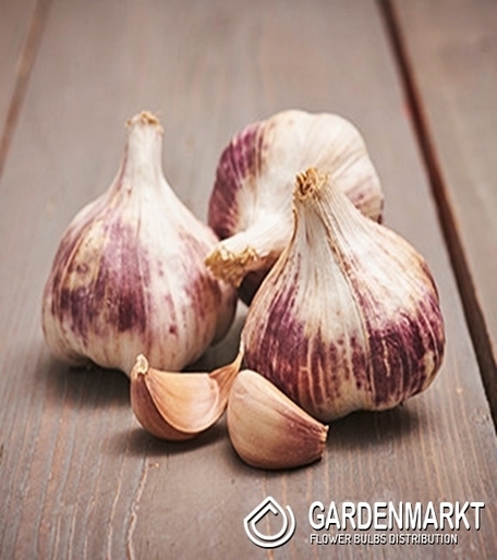 Knoblauch Essbar Überwinterung Purple Garlic Germidour 0,25 kg