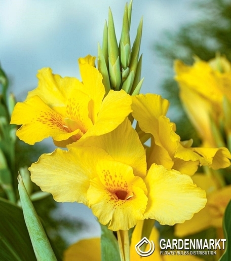 Canna-Blumenrohr Richard Wallace 1 St.