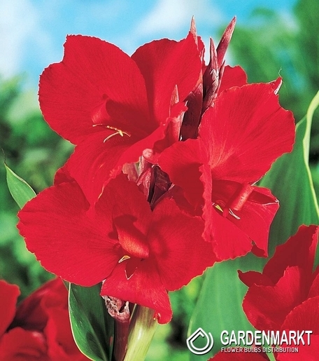 Canna-Blumenrohr Red Dazzler 1 St.