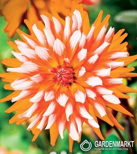 Dahlie Orange Turmoil 1 St.