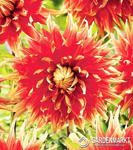 Dahlie Autumn Sunburst 1 St.