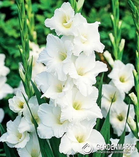 Gladiolus Gladiole Amsterdam 5 St.