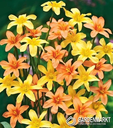 Homeria Moraea MIX 10 St.