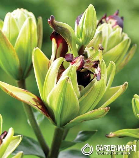 Gefüllte Asiatische Lilie Mystery Dream 1 St.
