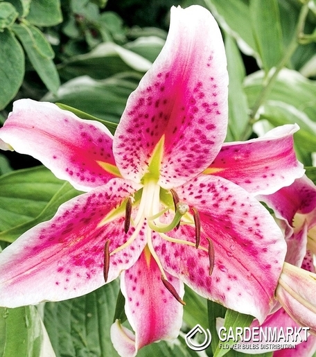 Orientalische Lilie Mero Star 1 St.