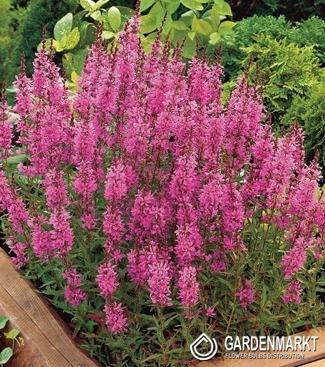 Lythrum Salicaria Robert 1 St.