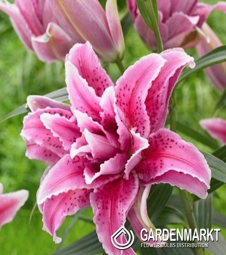 Gefüllte Lilie Thalita 1 St. Gardenmarkt.de