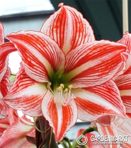 Hippeastrum Garten Amaryllis Tabladance 1 St.