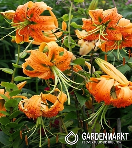 Lilie Ot Hybrid Henryi 1 St.