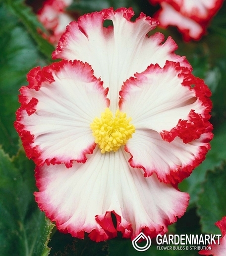 Begonie Zweifarbige Crispa Marginata Weiß 1 St