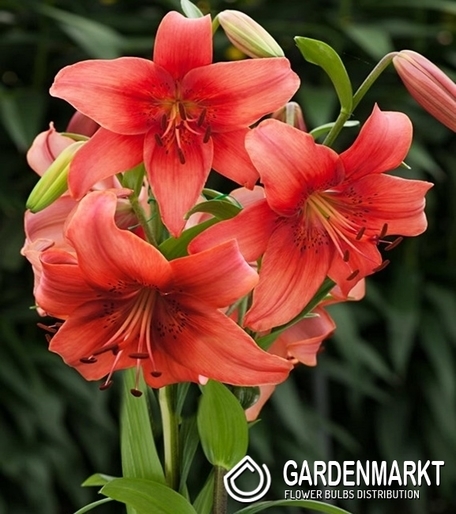 Asiatische Lilie Pearl Loraine 1 St.