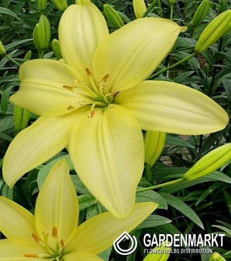 Asiatische Lilie Easy Vanilla 1 St.