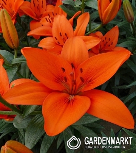 Asiatische Lilie Orange Summer 1 St.