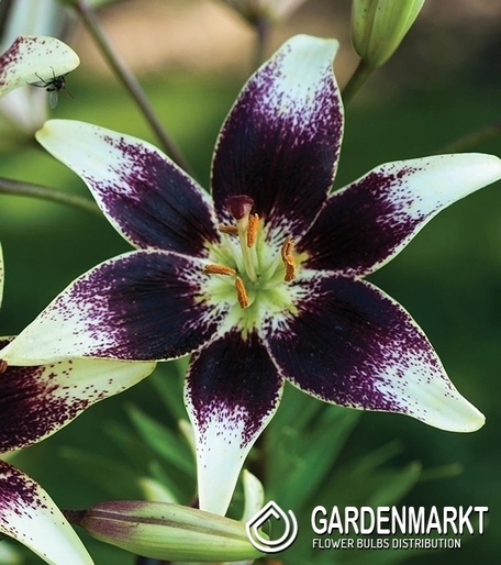 Asiatische Lilie Zweifarbige Netty's Pride 1 St.