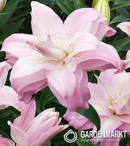Gefüllte Orientalische Lilie Lotus Queen 1 St.