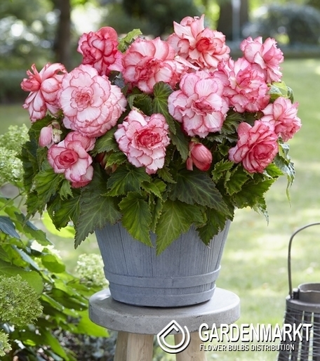 Begonie Zweifarbige Rosebud 1 St.