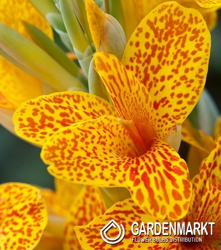 Canna - Blumenrohr Confetti 1 St.